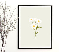 Soft Daisy